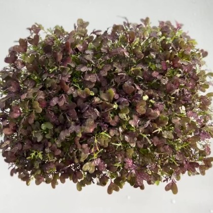 Мизуна - Красная (лат. Brassica rapa)